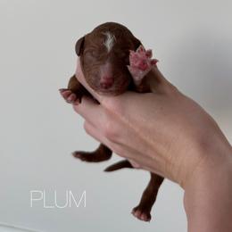 Plum - Red  male Goldendoodle puppy in Independence, Oregon from Ankeny Doodles
