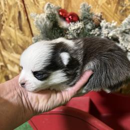 Dovey girl - Black and white female Pomsky puppy in Enid, Oklahoma from Mile Hi Pomskies