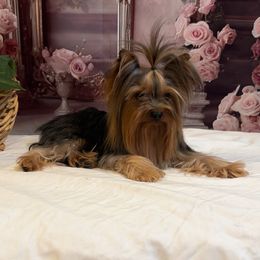 Robbie - Yorkshire Terrier