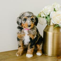 Aria - female Australian Mountain Doodle puppy in Spanish Fork, Utah from K Brand Doodles
