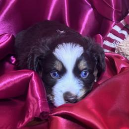 Rhett - Red tri male Miniature Australian Shepherd puppy in Granbury, Texas from Jubilee Acres