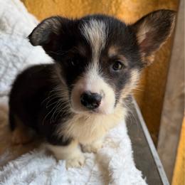 Xandra light pink - Black and tan female Pembroke Welsh Corgi puppy in Sanford, Michigan from Tambali Pembroke Welsh Corgis