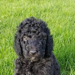 Poodle Puppies from RK'S Pets