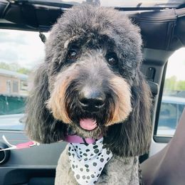 Maddie  - Goldendoodle