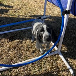 Bluetick Coonhound Puppies from The Boneyard Country Kennels