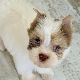Diamond - Yorkshire Terrier