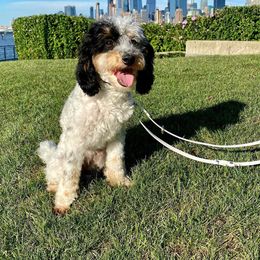 Lilly - Cavapoo