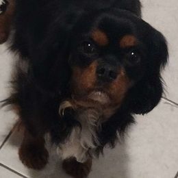 Penny - Cavalier King Charles Spaniel