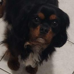 Penny - Cavalier King Charles Spaniel
