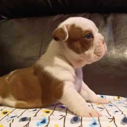 Bulldog Puppies from Baggy Bulldogs of Amarillo