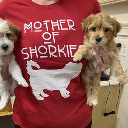 Shorkie Puppies from Shorkies R Us Breeding
