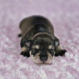 Hazel - Salt and pepper female Miniature Schnauzer puppy in Ely, Nevada from Great Basin Miniature Schnauzers