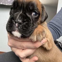 Anthony - Fawn male Boxer puppy in Medical Lake, Washington from Box and Bully Estates: Boxers and Old English Bulldogs