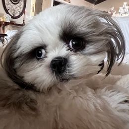 Shih Tzus from Jazmine’s Shih Tzu Pups