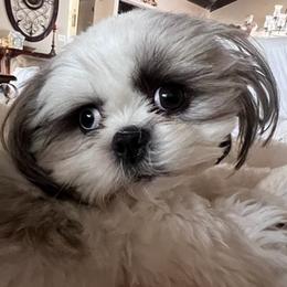 Shih Tzus from Jazmine’s Shih Tzu Pups