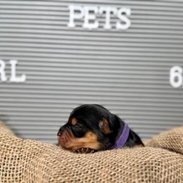 Girl 1 - Black and tan female Yorkshire Terrier puppy in Richmond, Texas from Perfectly Posh Pets