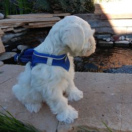 Male 1 - Wheaten male Miniature Schnauzer puppy in Shoshone, Idaho from Debra Kruse's Miniature Schnauzers