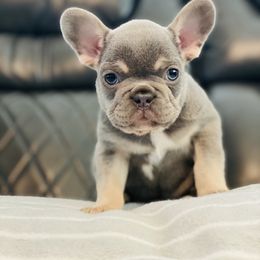 French Bulldog Puppies from Frenchie Paws