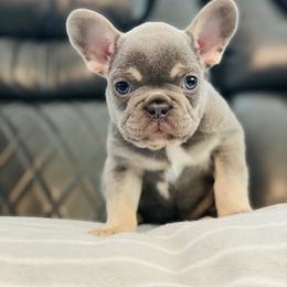 French Bulldog Puppies from Frenchie Paws
