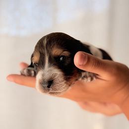 Woody - Piebald male Dachshund puppy in Paso Robles, California from Drift & Dash Dachshunds