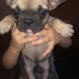 French Bulldog Puppies from 805 Founding Frenchies