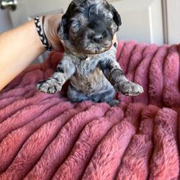 Girl 2 - Merle female Cockapoo puppy in Danielsville, Georgia from Meg's Doodles and Poodles