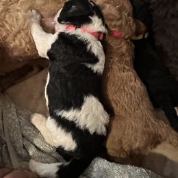 Poodle Puppies from Cano Homestead Poodles