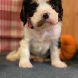 Lola - Tri-color female Cavalier King Charles Spaniel puppy in Crawford, Tennessee from Lilly Lane Spaniels
