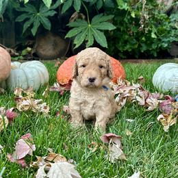 Horton - Apricot male Goldendoodle puppy in Rocklin, California from FurEver Yours Goldendoodles