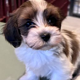 Havanese Puppies from Delightful Havanese