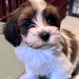 Havanese Puppies from Delightful Havanese