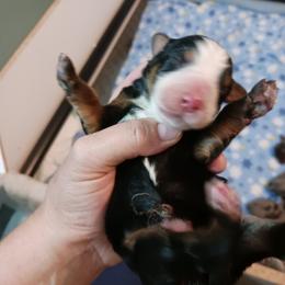 White Girl - Tri-color female Bernedoodle puppy in Kimberly, Idaho from Wizardwood Doodles