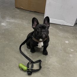 French Bulldog Puppies from Von Bales French Bulldogs