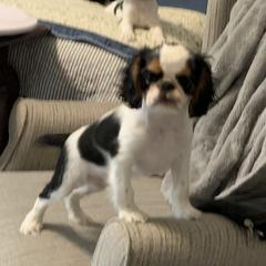 English Toy Spaniel Puppies from Marietta Charlies