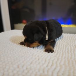 Mia - Black and tan Rottweiler puppy in Miami, Florida from X Marmol House