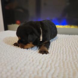 Mia - Black and tan Rottweiler puppy in Miami, Florida from X Marmol House