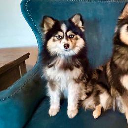 Yuma - Pomsky