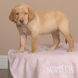 Dilute Retriever and Labrador Retriever Puppies from Labrador Retriever Puppies