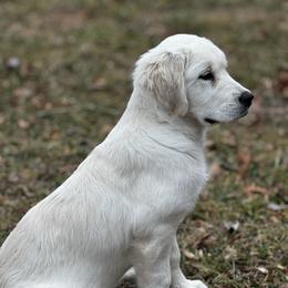 Denali - Golden Retriever