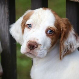 Cosmo - Orange and white male Brittany puppy in Downers Grove, Illinois from Attitude Brittanys