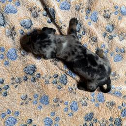 Dachshund Puppies from Witchy Woman’s Wiener’s