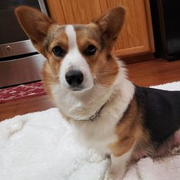 Dixie - Pembroke Welsh Corgi