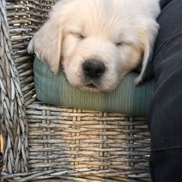 Golden Retriever Puppies from Brightside Goldens