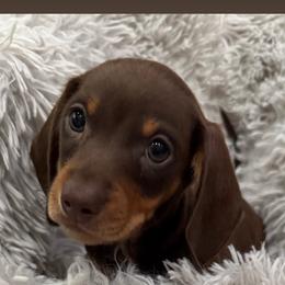 Dash - Chocolate and tan male Dachshund puppy in Jena, Louisiana from Greens Creek Kennel