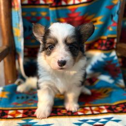 Button-Full fluffy - Black and tan female American Corgi puppy in Decatur, Texas from Bar S Corgis
