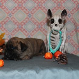 Girl 3 - Tiger Perro de Presa Canario puppy in Winfield, Missouri from Canarian Bull Kennel