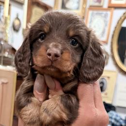 Yugi - Chocolate and tan male Dachshund puppy in Santa Ana, California from Make Dachshunds Great Again