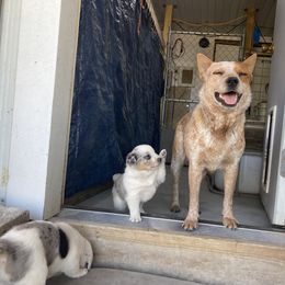 Australian Cattle Dog and Companion Cross Puppies from MX Kennel - Central MO