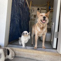 Australian Cattle Dog and Companion Cross Puppies from MX Kennel - Central MO
