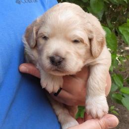 Whipple - Cream male Pyredoodle puppy in Prescott, Washington from Washington Pyredoodles